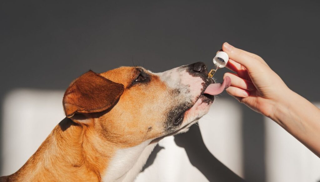 Huile de saumon pour chien bienfaits