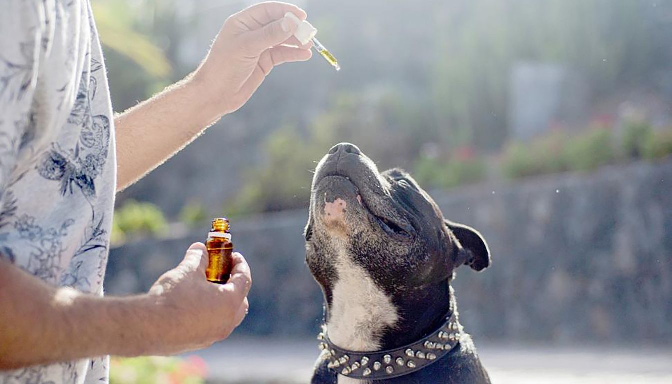 Huile de saumon pour chien