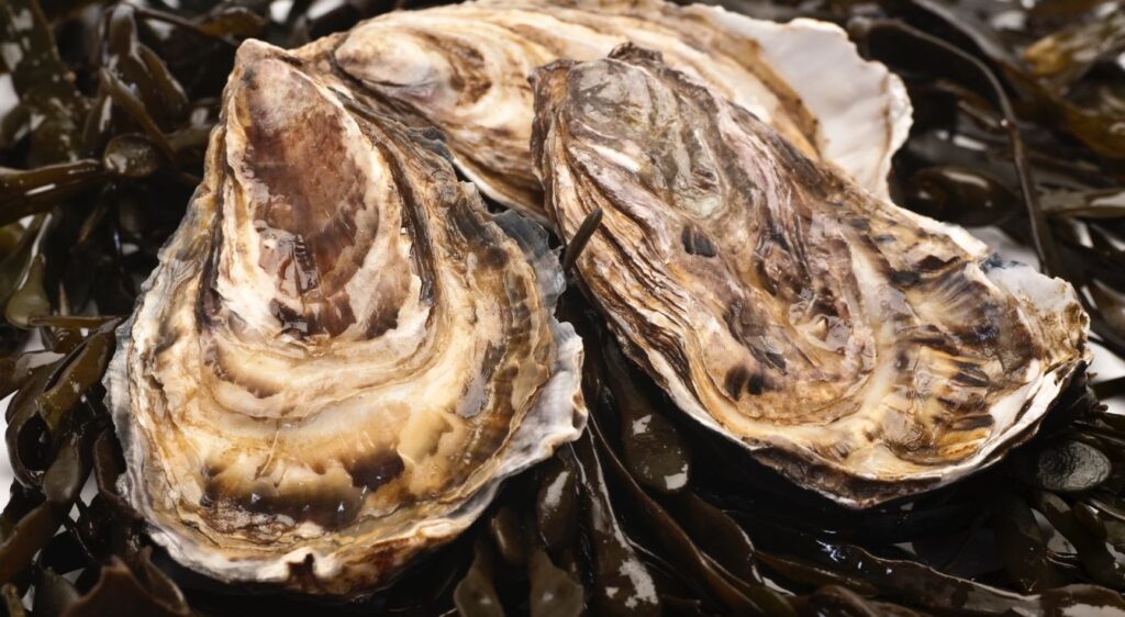 huîtres creuses