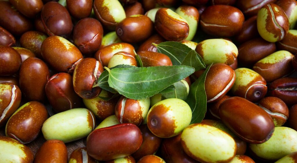 récolte du Jojoba