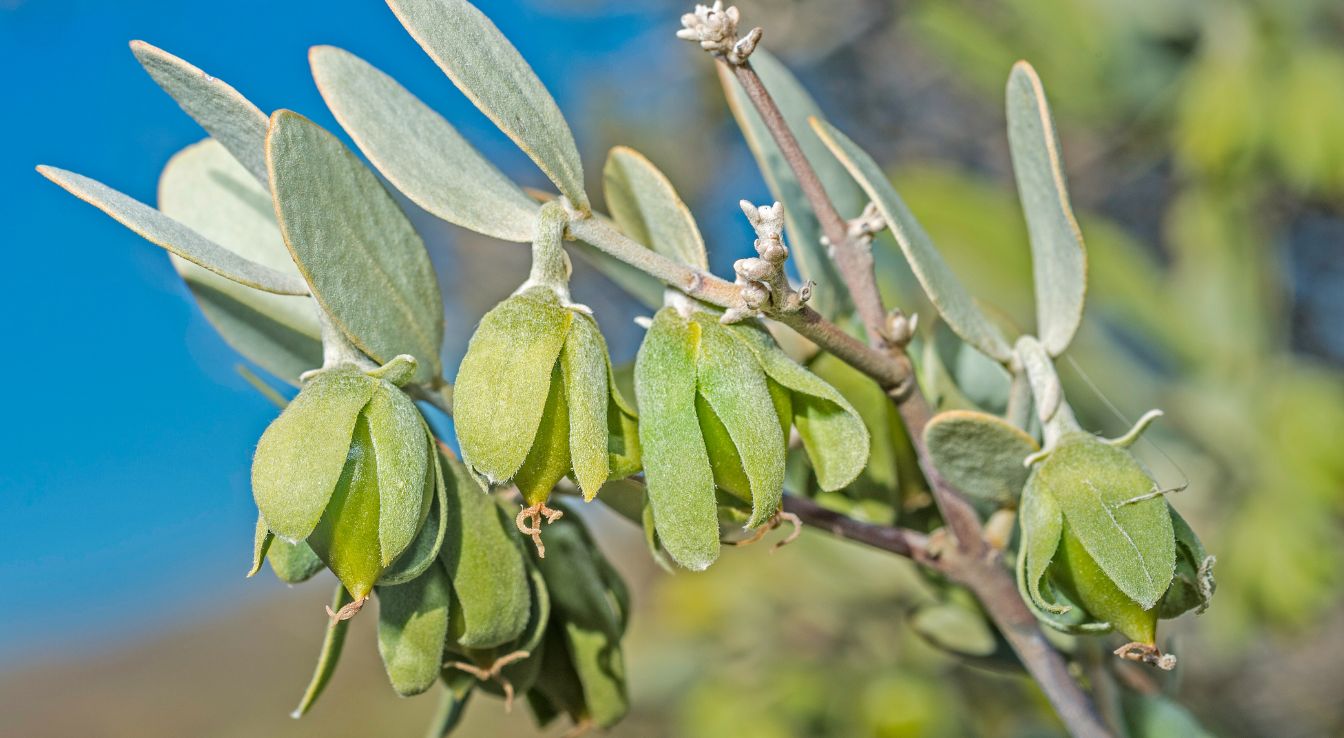 simmondsia jojoba​