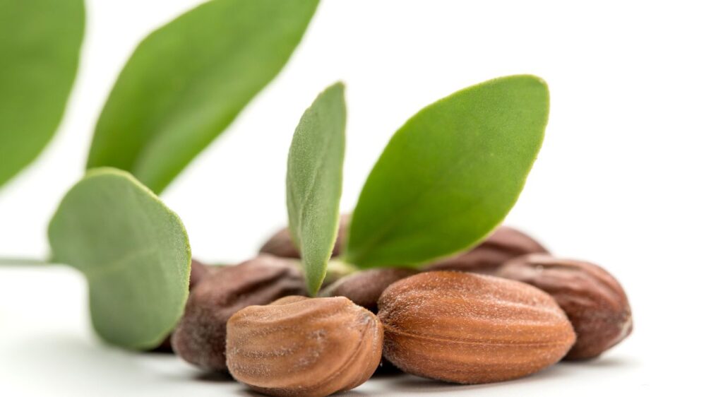 Jojoba jojoba