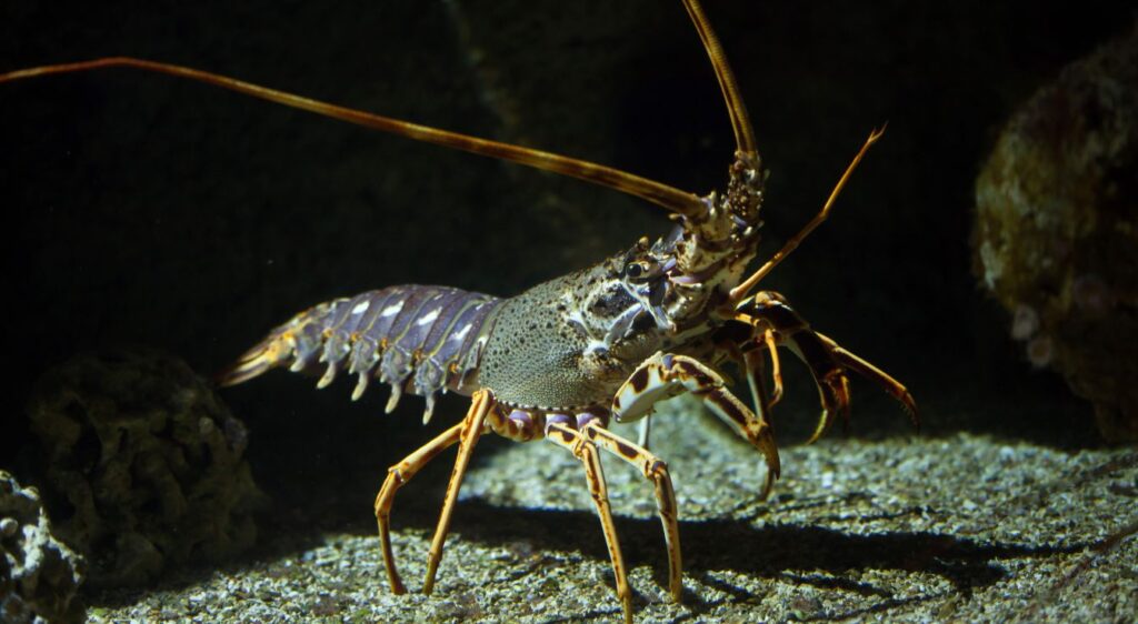 langoustes