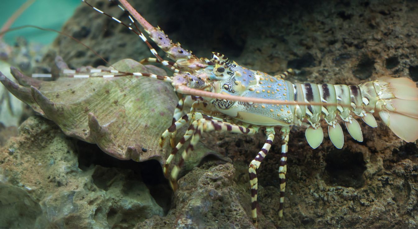 langoustes
