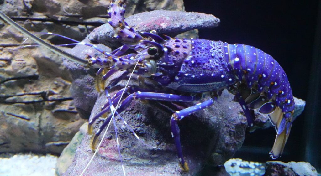 langoustes