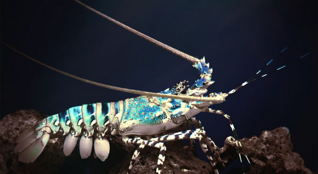 langoustes
