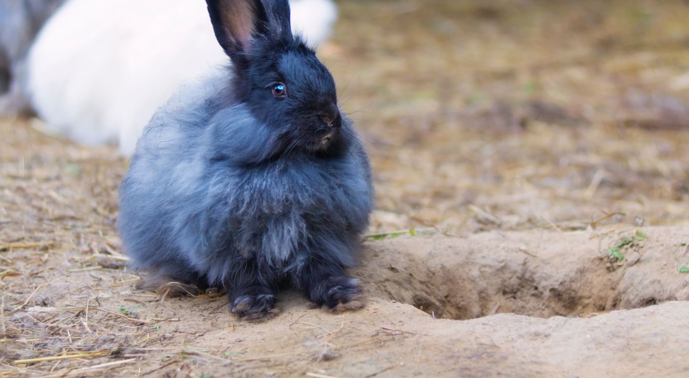 lapin Angora