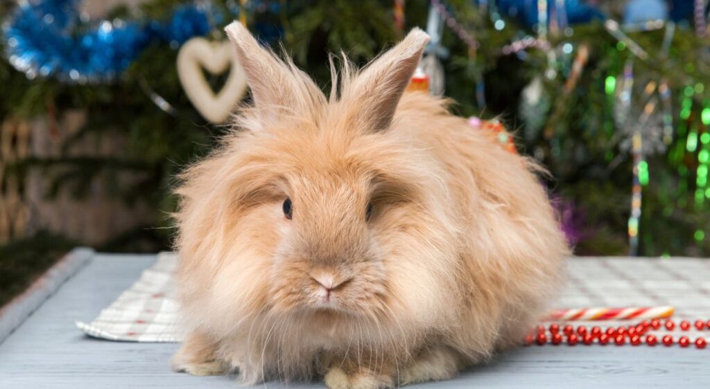 lapin Angora