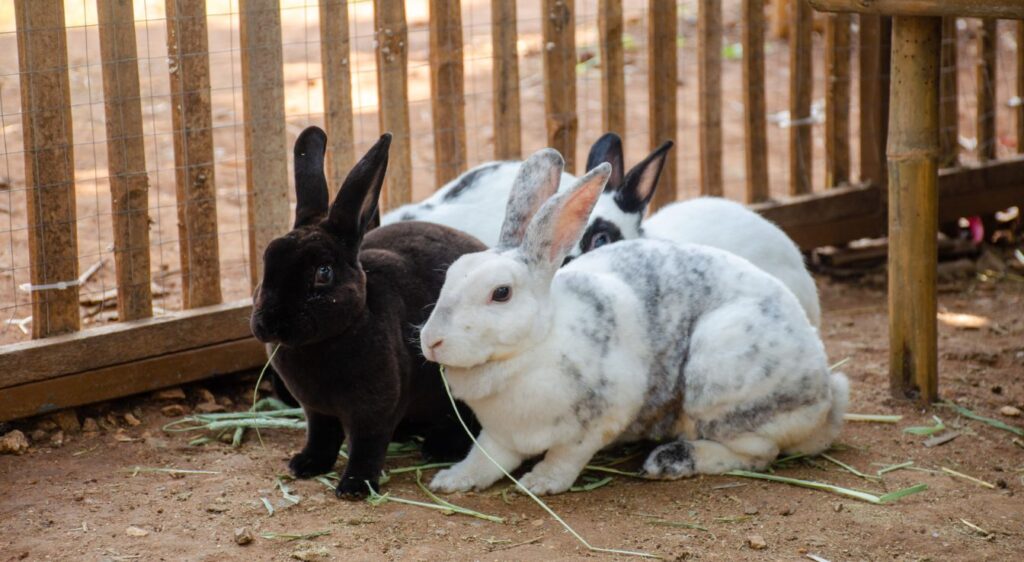 lapin Rex