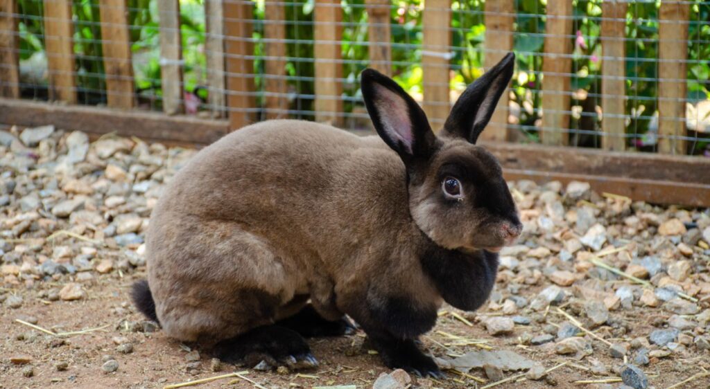 lapin Rex