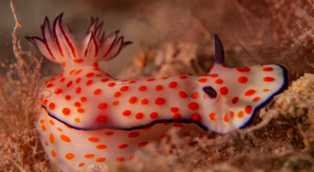 limaces de mer