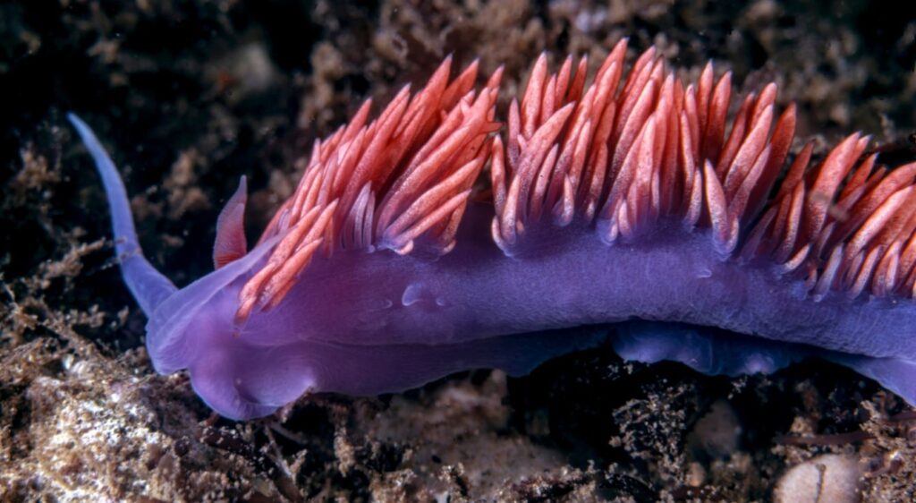limaces de mer