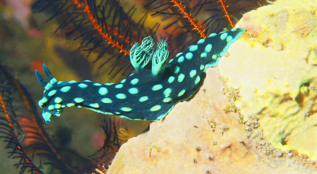 limaces de mer