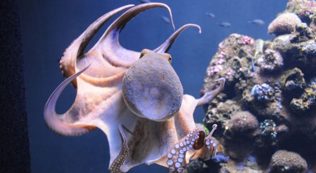 mollusques
