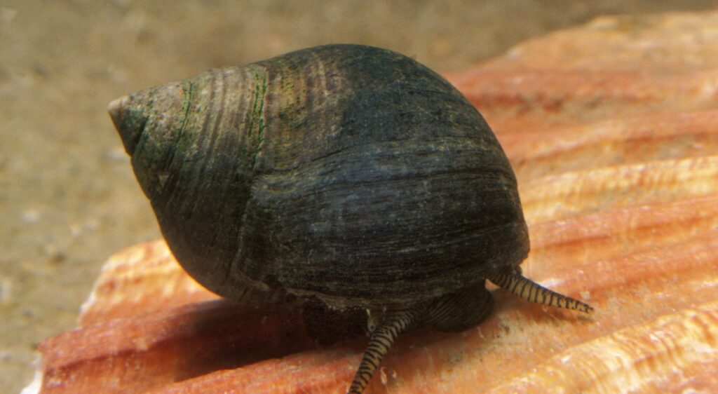 mollusques