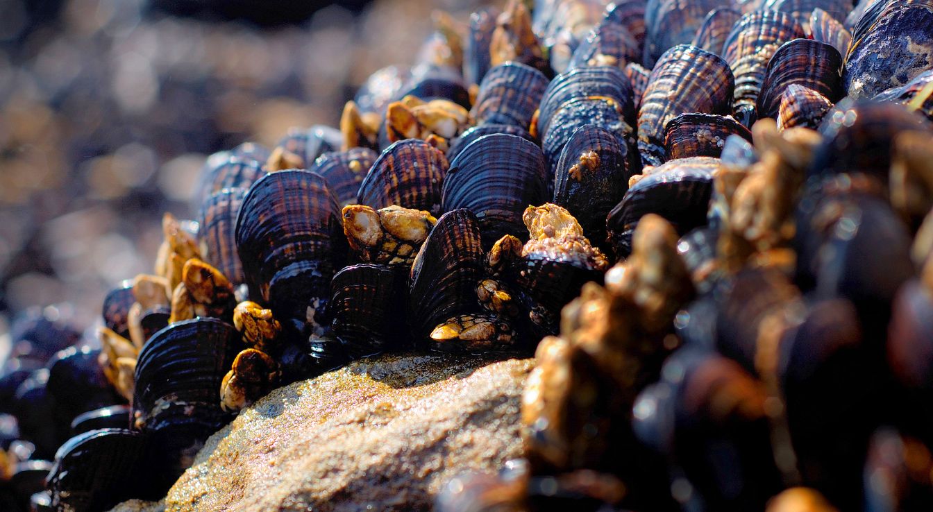 mollusques