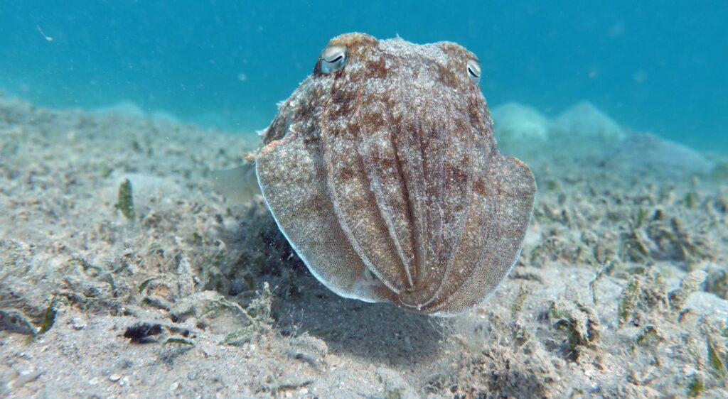 mollusques