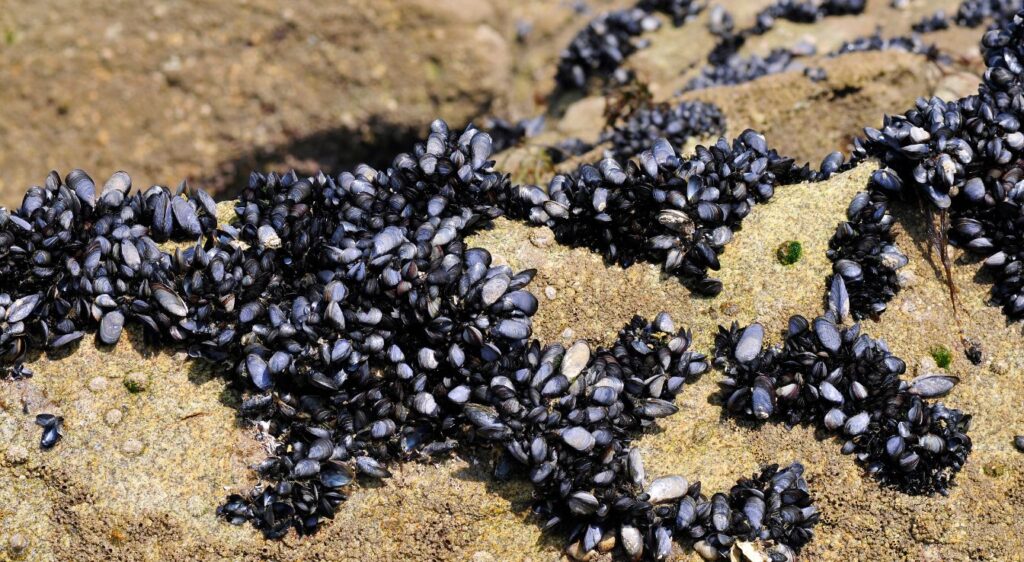 moule bleue