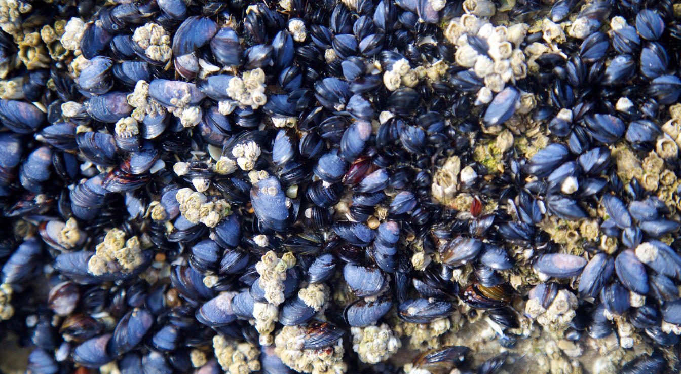 moule bleue