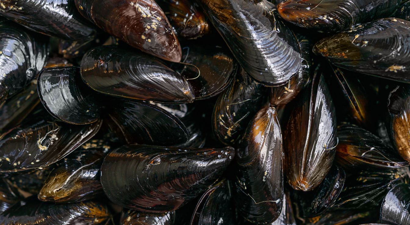 moule méditerranéenne