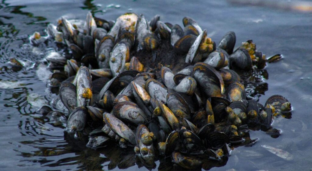 moule méditerranéenne