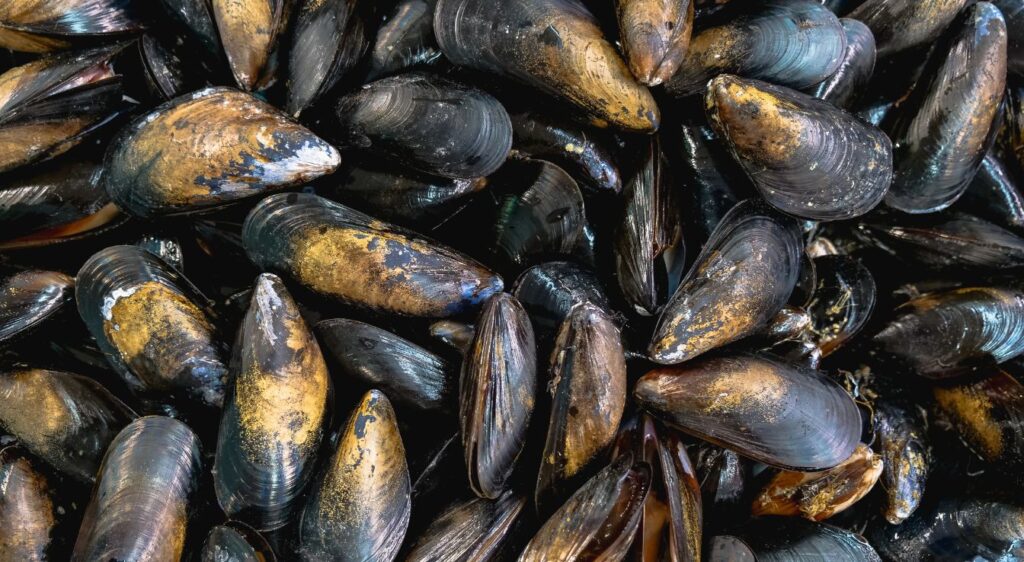 moule méditerranéenne