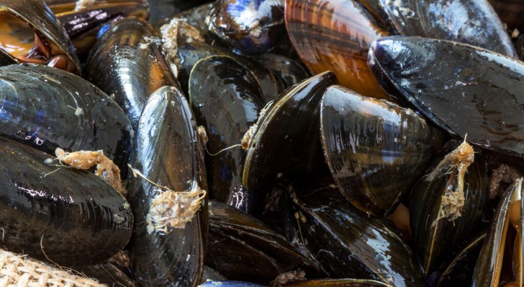 moule méditerranéenne