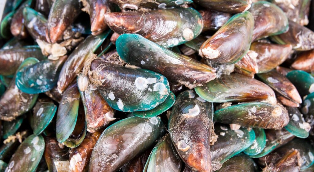 moule verte