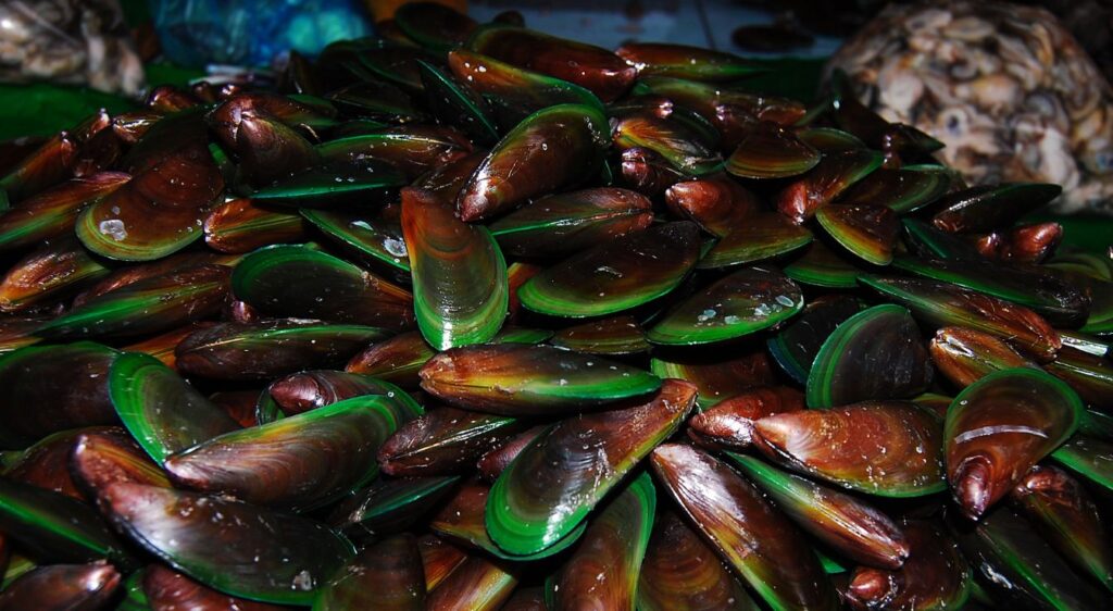 moule verte