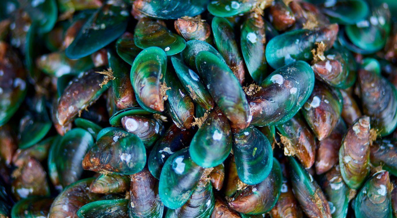 moule verte