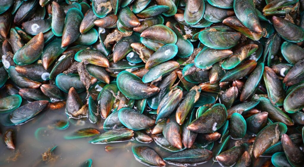 moule verte