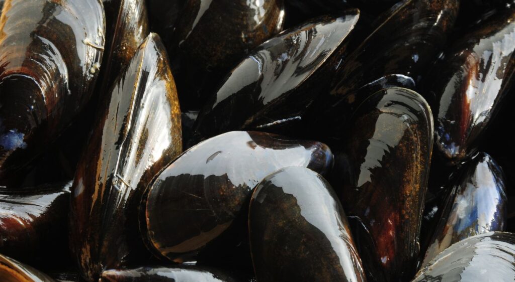 moules