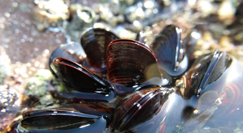 moules