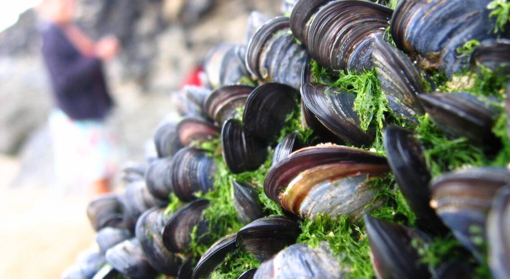 moules