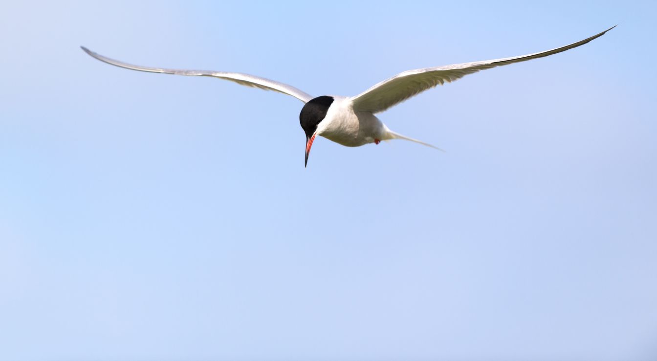oiseaux migrateurs