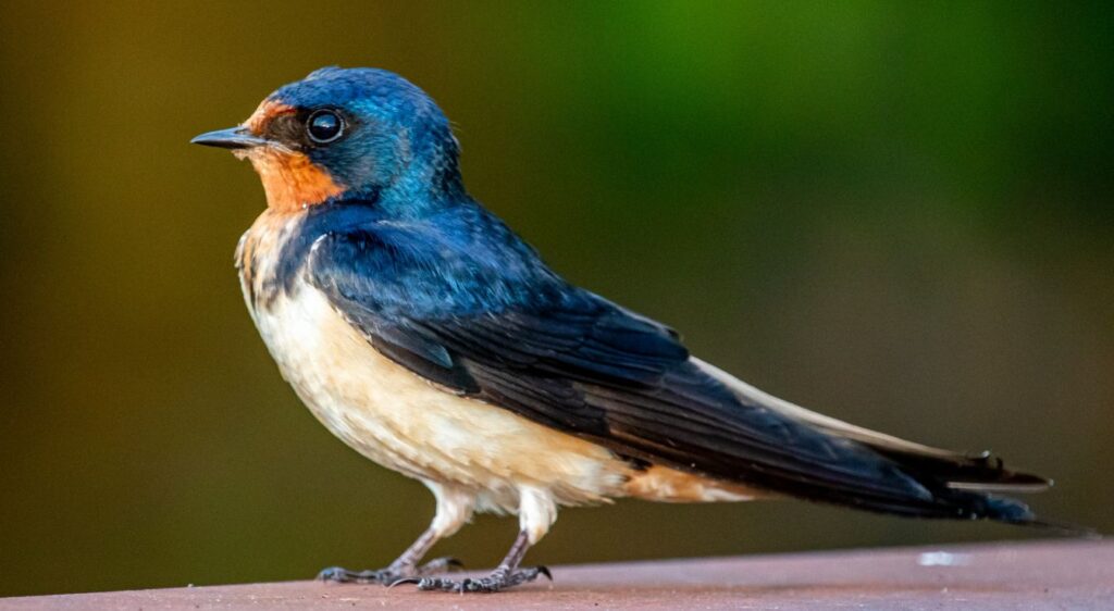 oiseaux migrateurs
