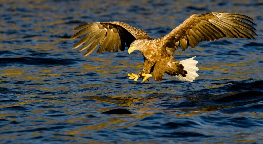 oiseaux migrateurs