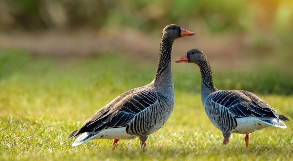 oiseaux migrateurs