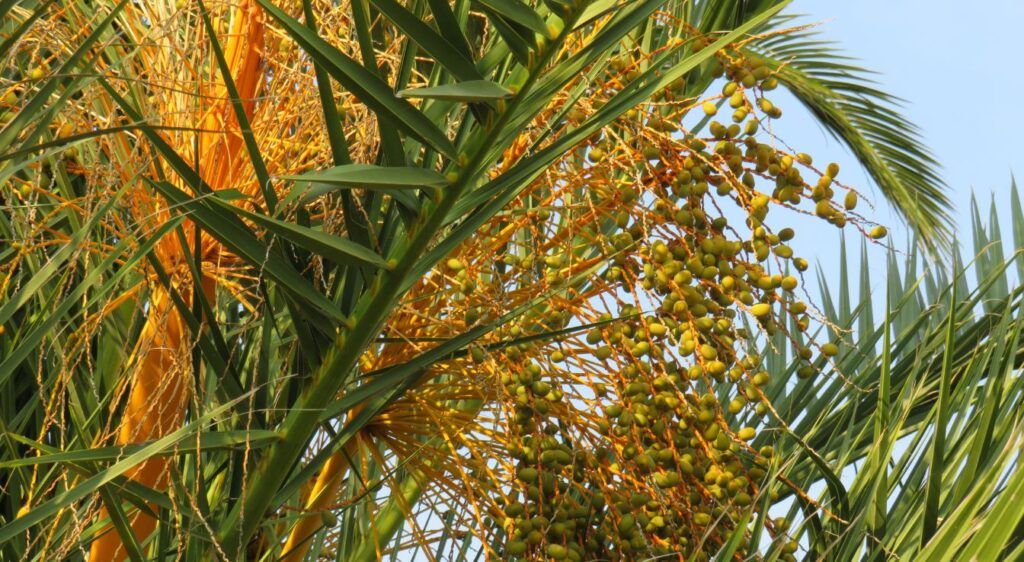 palmier phoenix feuille fruit