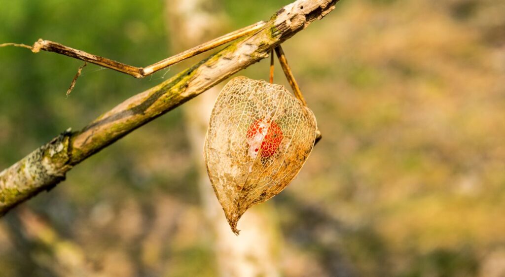 physalis