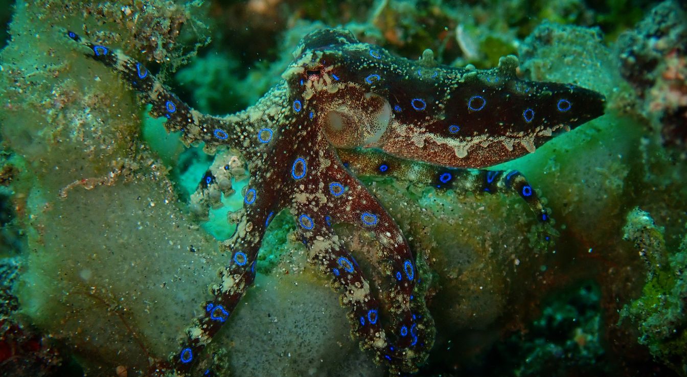 pieuvre aux anneaux bleus