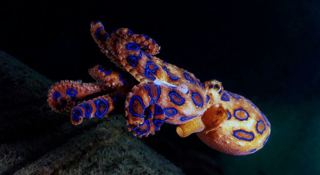 pieuvre aux anneaux bleus