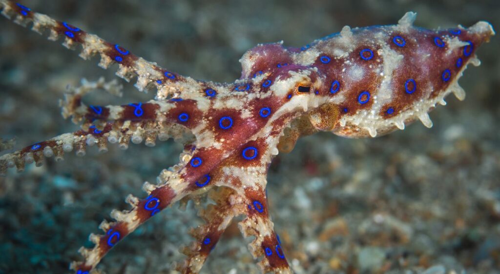 pieuvre aux anneaux bleus