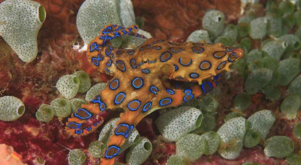 pieuvre aux anneaux bleus