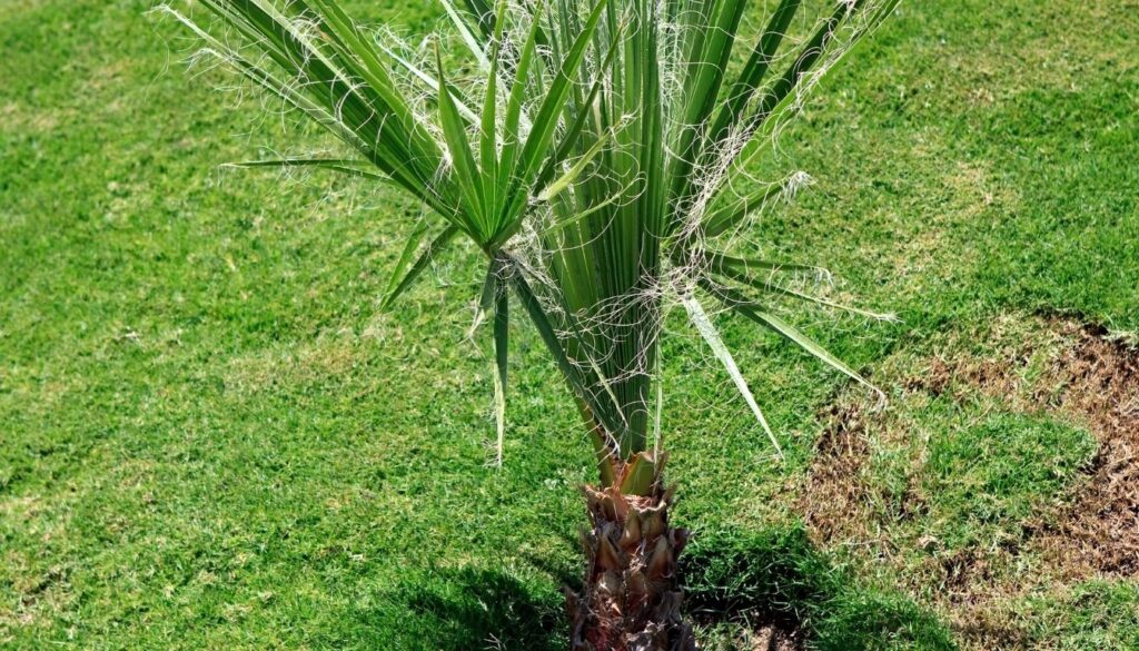 plantation du palmier Washingtonia