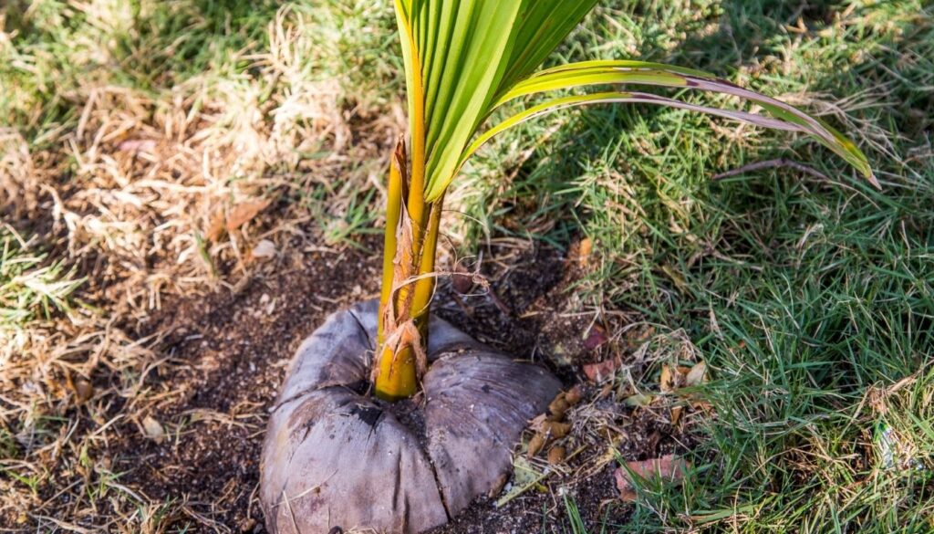 planter le Cocotier