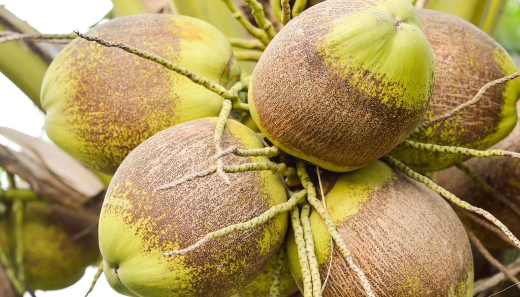 Récolte des noix de coco