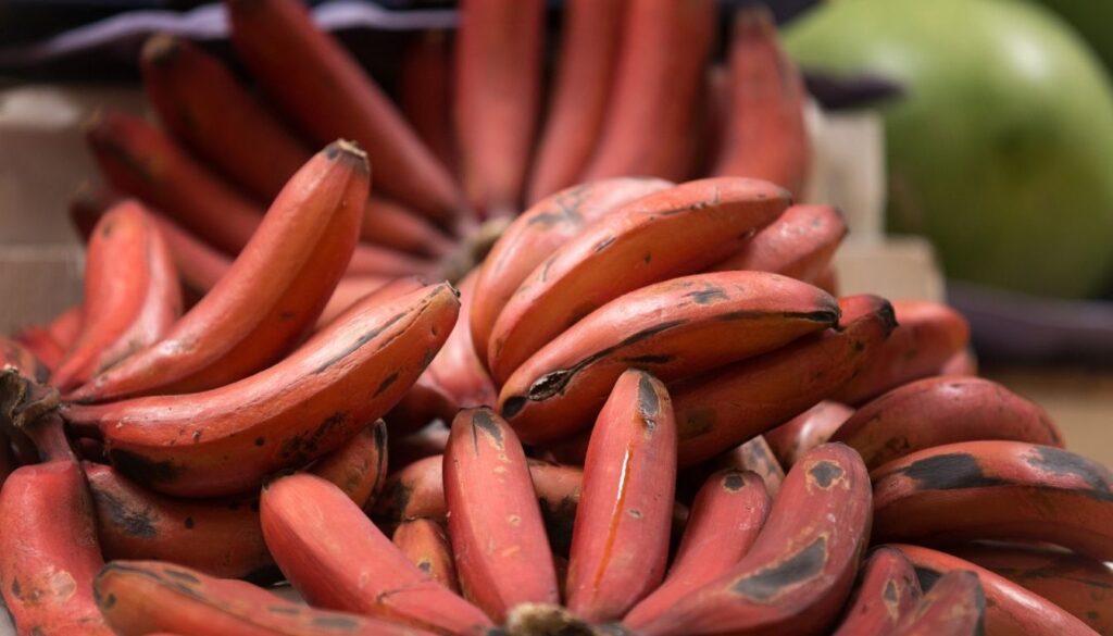 Récolte et conservation du bananier rouge
