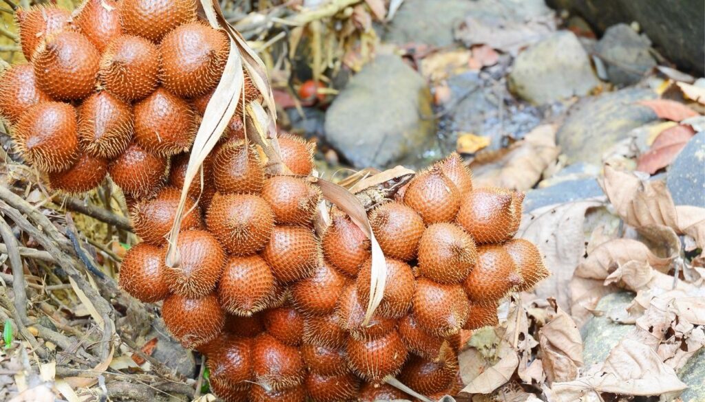 Récolte et conservation du Salak