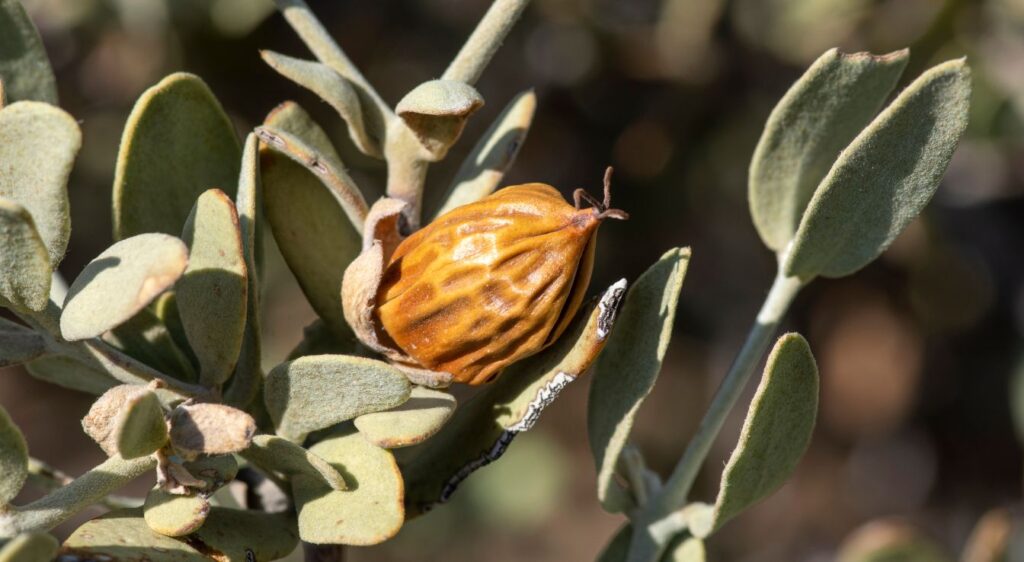 Recolte du simmondsia jojoba